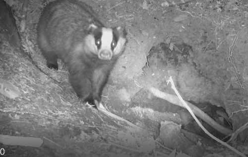 Biodiversity Audit of Áras an Uachtaráin