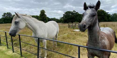 Connemara ponies at Áras an Uachtaráin